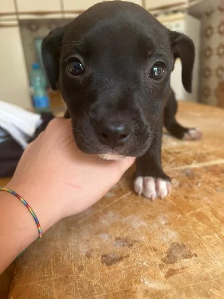 Annuncio URGENTE vendo cuccioli di AMSTAFF FATE GIRARE PER FAVORE | Foto 5