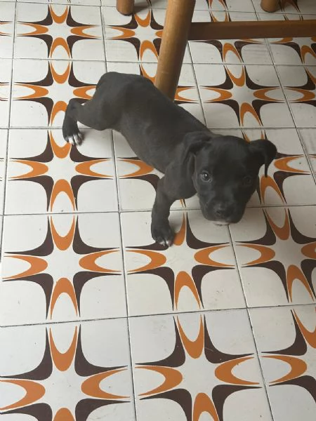 Annuncio URGENTE vendo cuccioli di AMSTAFF FATE GIRARE PER FAVORE | Foto 4