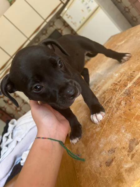 Annuncio URGENTE vendo cuccioli di AMSTAFF FATE GIRARE PER FAVORE | Foto 3