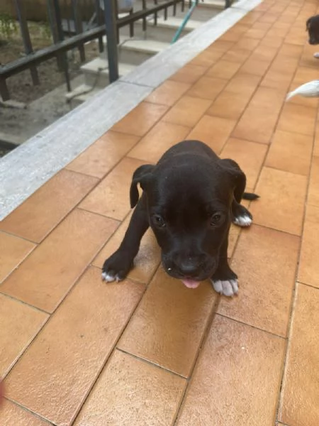 Annuncio URGENTE vendo cuccioli di AMSTAFF FATE GIRARE PER FAVORE