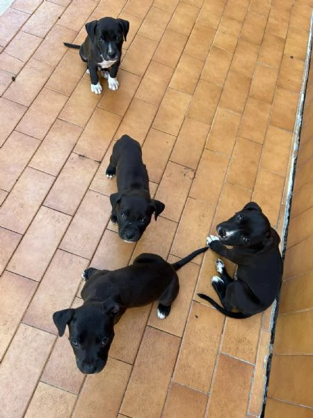 Annuncio URGENTE vendo cuccioli di AMSTAFF FATE GIRARE PER FAVORE | Foto 2