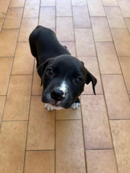 Annuncio URGENTE vendo cuccioli di AMSTAFF FATE GIRARE PER FAVORE | Foto 1