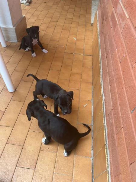Annuncio URGENTE vendo cuccioli di AMSTAFF FATE GIRARE PER FAVORE | Foto 0