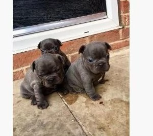 Cuccioli di Bulldog Francese Super in vendita