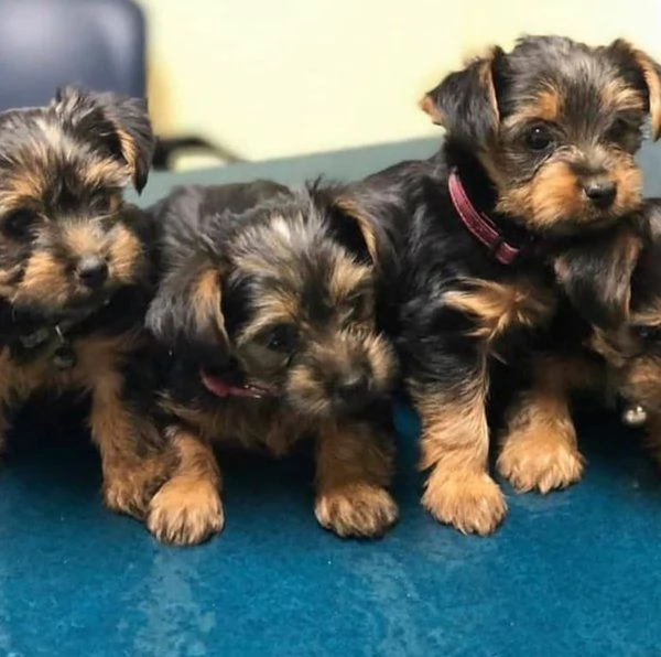 Buoni cuccioli di Yorkshire Terrier