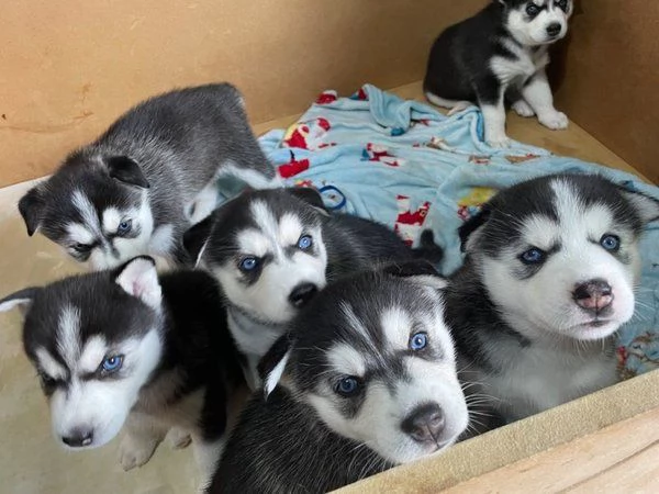 Cuccioli di Siberian Husky
