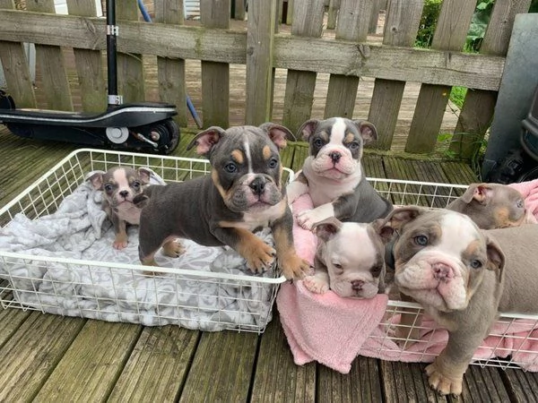 Bulldog inglese in vendita