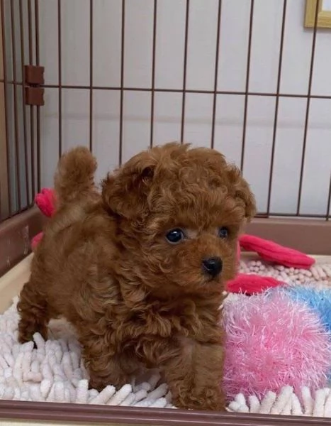 1 Barboncino Toy cuccioli maschio e femmina