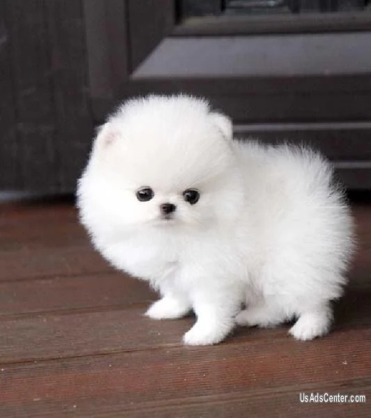 3 Pomeranian Toy cuccioli maschio e femmina | Foto 0