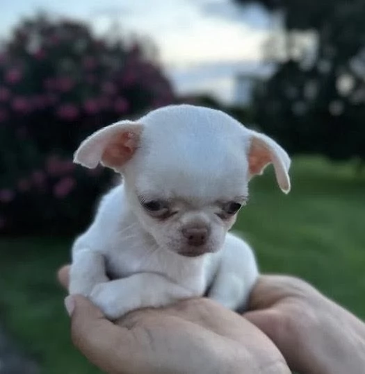 4 Chihuahua Toy cuccioli maschio e femmina