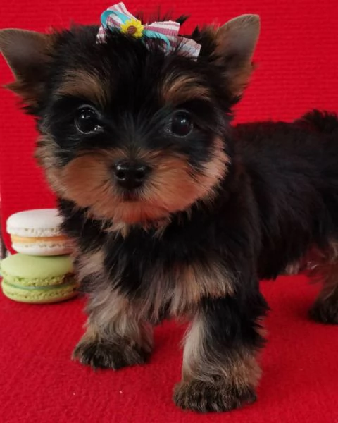 Yorkshire Terrier cuccioli maschio e femmina