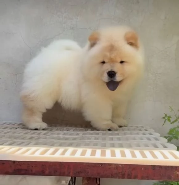 Offerta di adozione maschio e femmina  CHOW CHOW | Foto 0