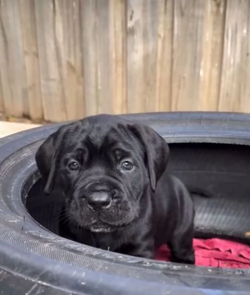 Offerta di adozione maschio e femmina  CANE CORSO | Foto 0