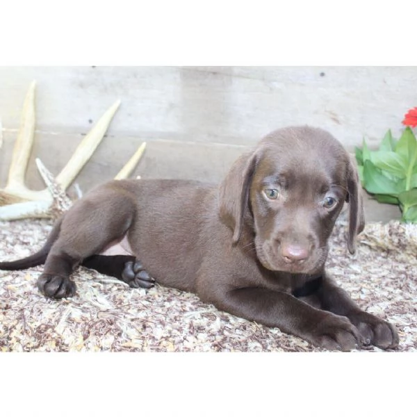 Offerta di adozione maschio e femmina Labrador | Foto 0