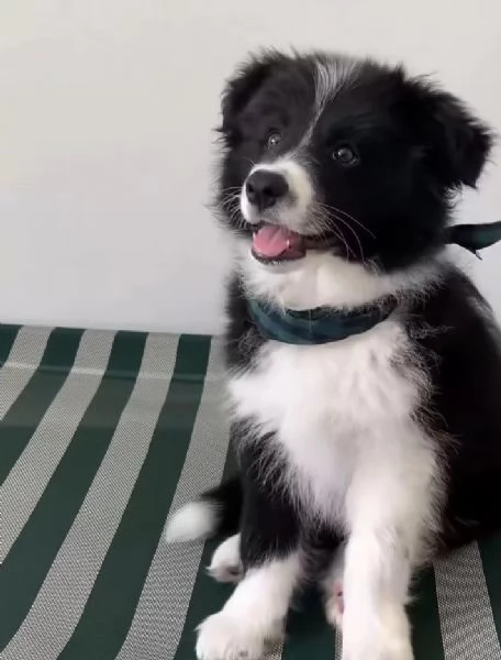 Offerta di adozione maschio e femmina Border collie 