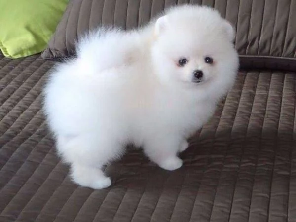 Offerta di adozione maschio e femmina  VALPINO POMERANIAN | Foto 0