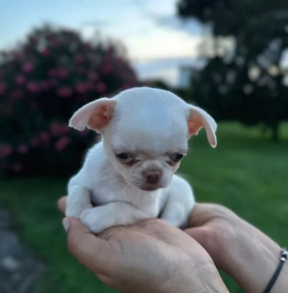 Offerta di adozione maschio e femmina Chihuahua  | Foto 0
