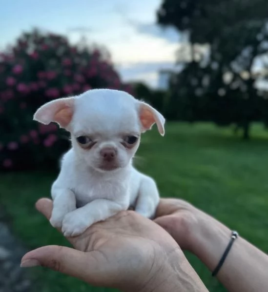 Offerta di adozione maschio e femmina Chihuahua 