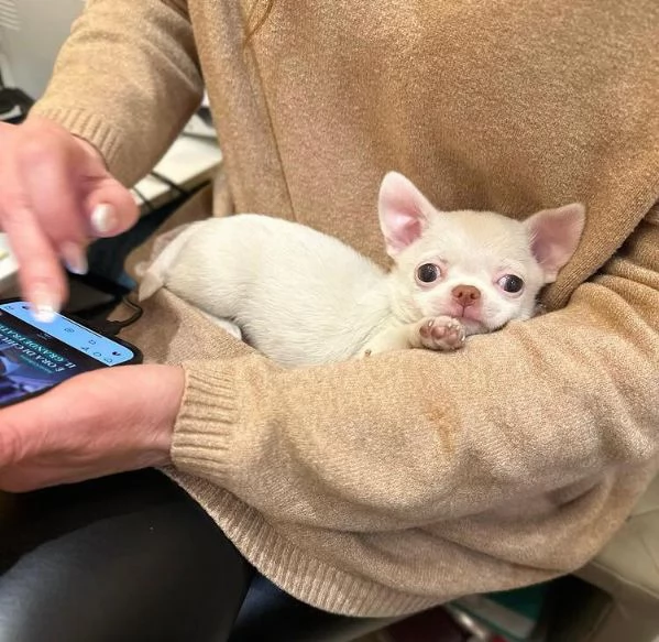  Chihuahua Toy cuccioli maschio e femmina | Foto 0
