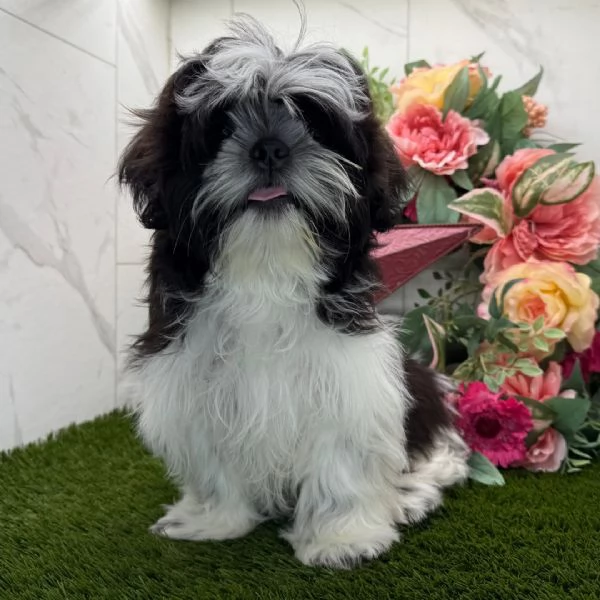  ShihTzu Mini Toy cuccioli maschio e femmina