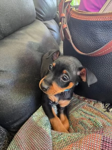 Pinscher Mini cuccioli maschio e femmina