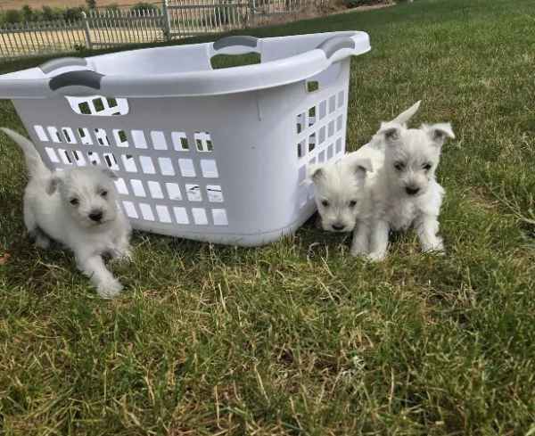 West Highland White Terrier cuccioli maschio e femmina | Foto 0