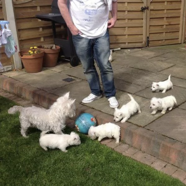 West Highland White Terrier cuccioli maschio e femmina