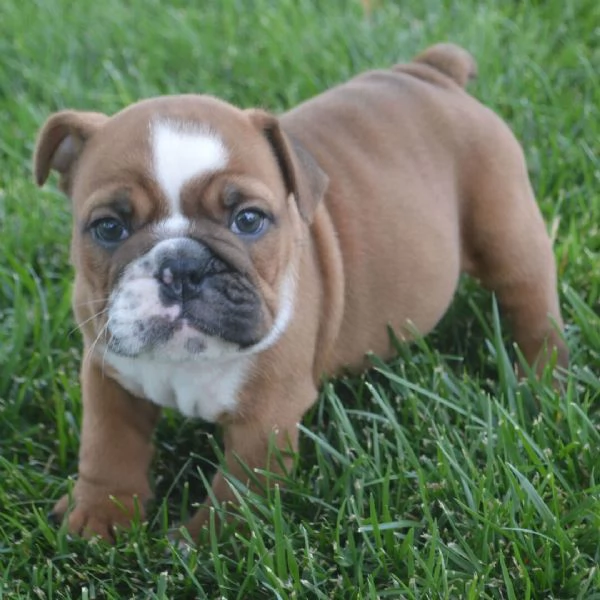 Bulldog Inglese cuccioli maschio e femmina | Foto 0