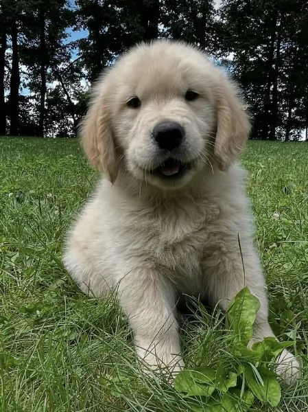 19 Golden Retriever cuccioli maschio e femmina | Foto 0