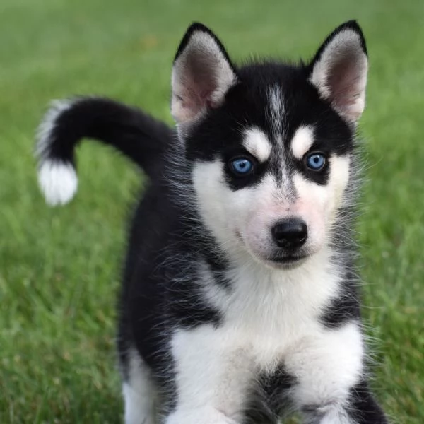  Siberian Husky cuccioli maschio e femmina | Foto 0