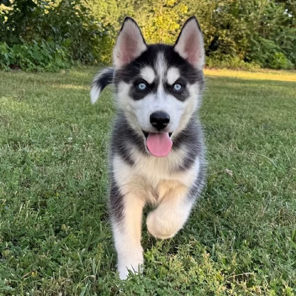  Siberian Husky cuccioli maschio e femmina