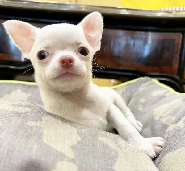 4 Chihuahua Toy cuccioli maschio e femmina | Foto 0