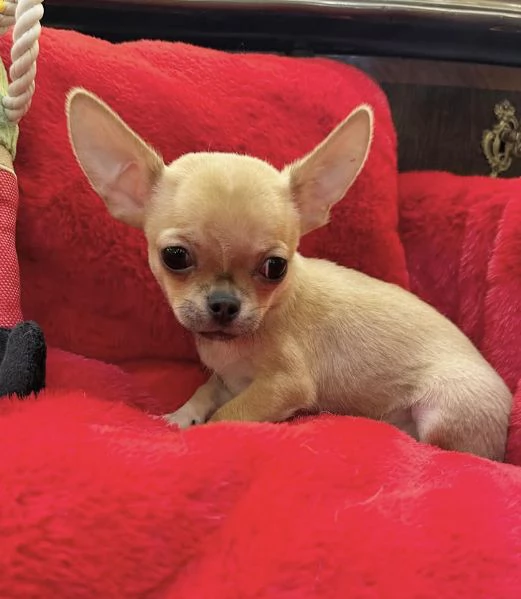 4 Chihuahua Toy cuccioli maschio e femmina