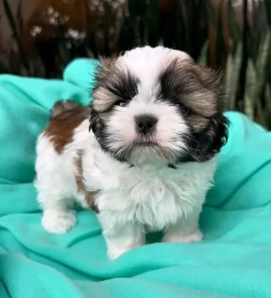 5 ShihTzu Mini Toy cuccioli maschio e femmina | Foto 0