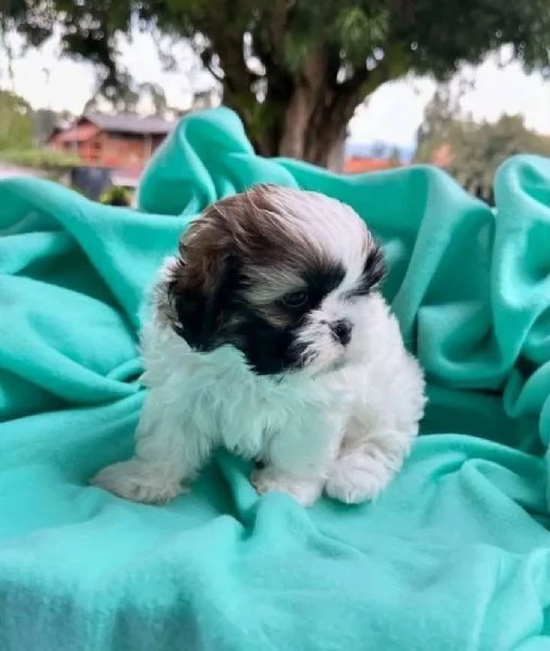 5 ShihTzu Mini Toy cuccioli maschio e femmina