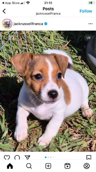 Jack Russell cuccioli maschio e femmina