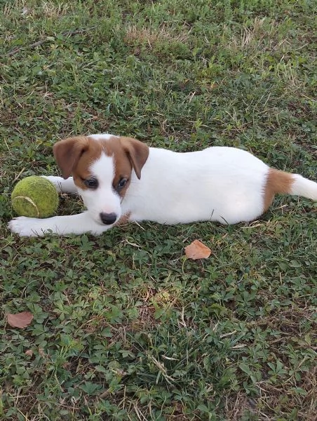 Cuccioli jack russel | Foto 0