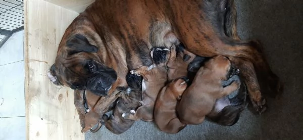 BOXER CUCCIOLI