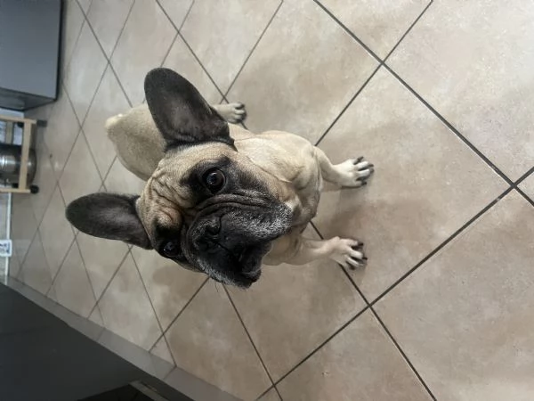 Regalo cane 