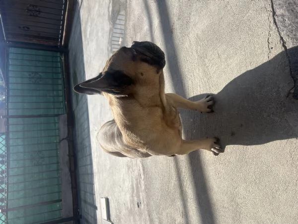 Regalo cane  | Foto 1