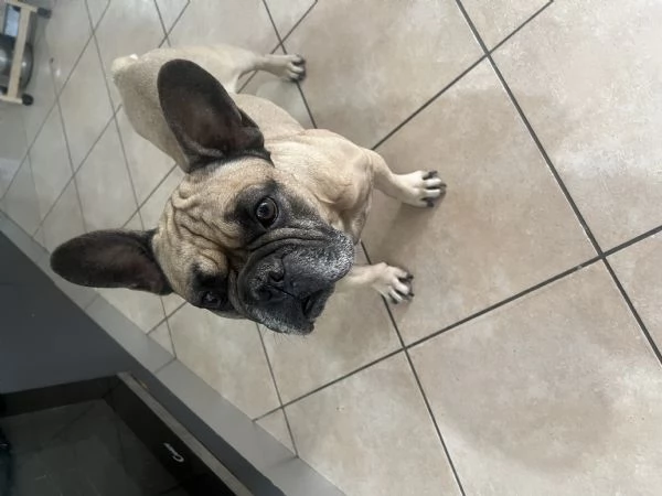 Regalo cane  | Foto 0