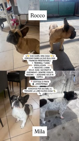 Cane bulldog francese 
