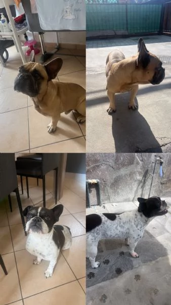 Cane bulldog francese 