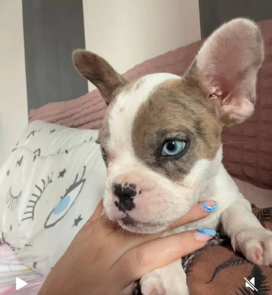 Cucciola bulldog francese  | Foto 1