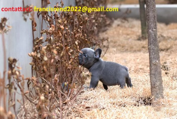 Cuccioli di Bulldog francese registrati AKC  Disponibili ora dallallevatore | Foto 1