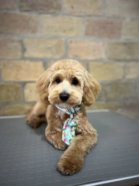 Maltipoo  bellissimi cuccioli in vendita | Foto 5