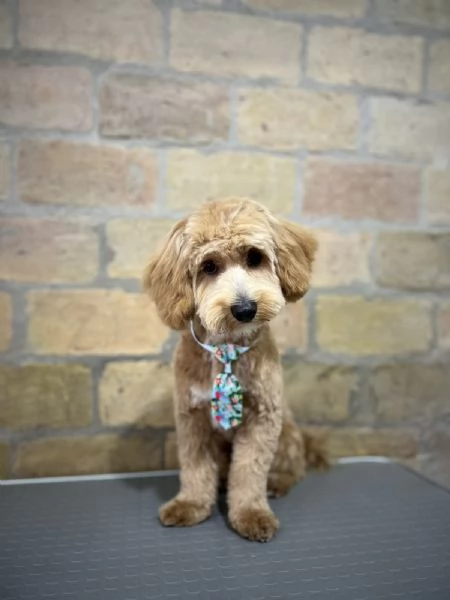 Maltipoo  bellissimi cuccioli in vendita | Foto 4