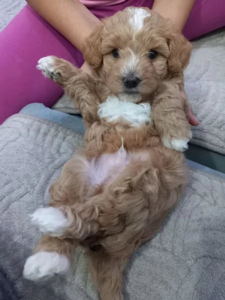 Maltipoo  bellissimi cuccioli in vendita | Foto 3