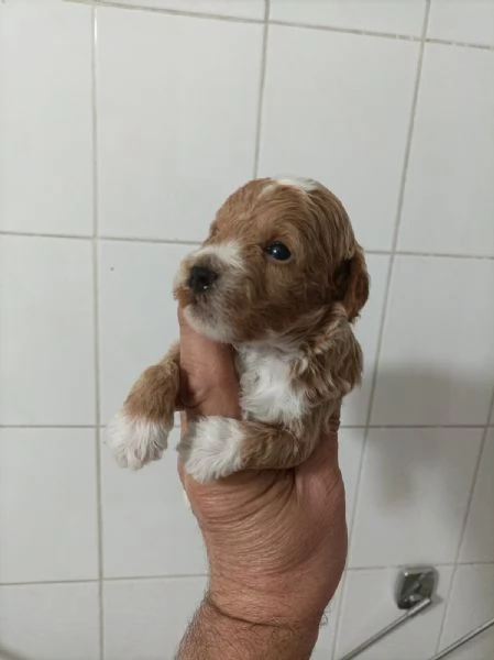 Maltipoo  bellissimi cuccioli in vendita | Foto 2