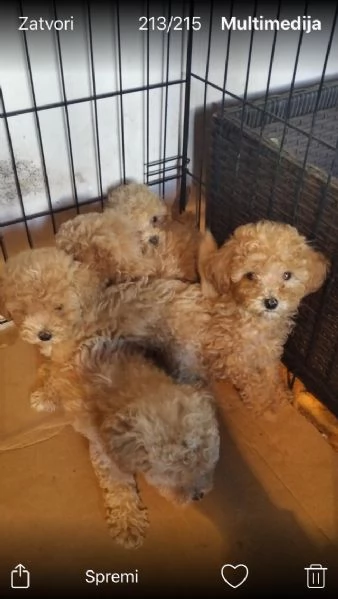 Maltipoo  bellissimi cuccioli in vendita